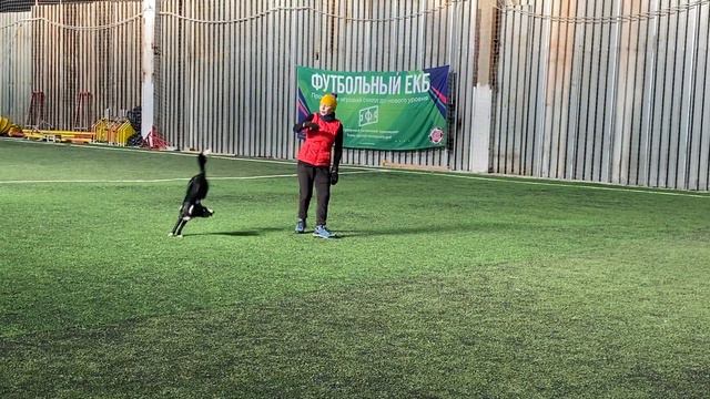 Танцы с собаками Dog dance Тимошина Светлана & Брина Танец "Дикая река". Тренировка. 28.02.2022г смотреть онлайн