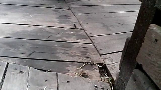 как прыгает кингуру в зоопарке смотреть онлайн