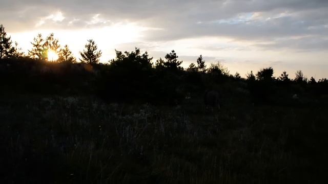 Лев -вожак на закате Lion-leader at the sunset! смотреть онлайн