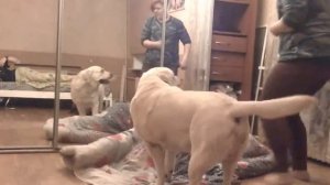 Собака и девушка