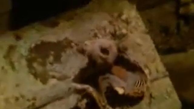 останки нечто/corpse of ufo pilot смотреть онлайн