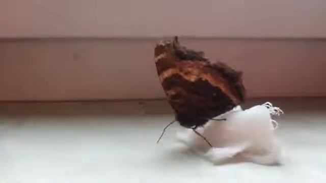 Как кормить бабочку How to feed a butterfly смотреть онлайн