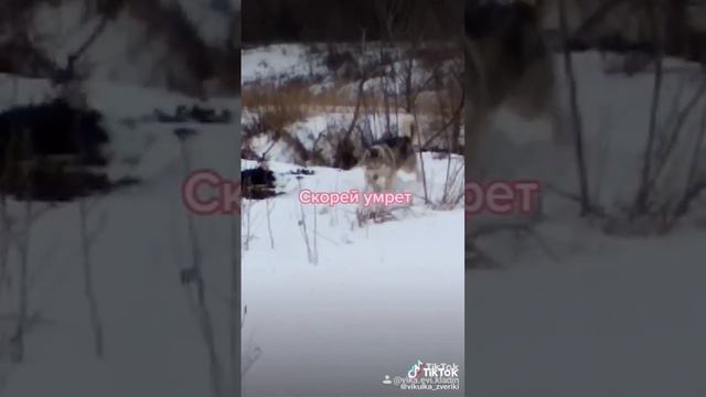 Стих про собак 😊 смотреть онлайн