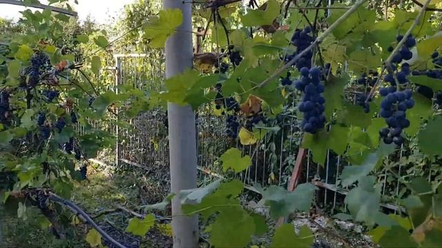 Сочинский виноград | Жизнь на Юге смотреть онлайн