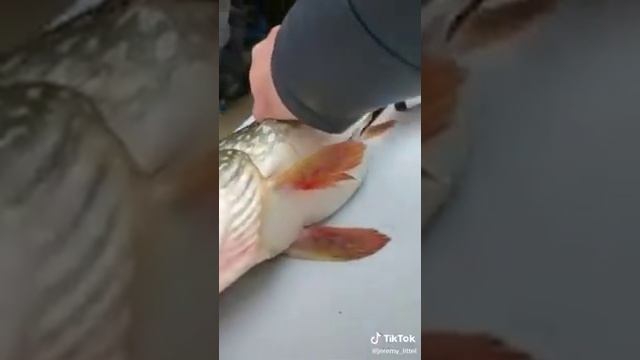 Живая рыба в желудке щуки. Live fish in the stomach of a pike. смотреть онлайн
