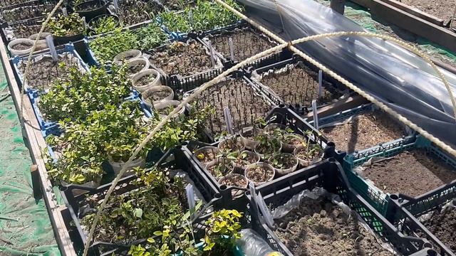 300.Подскажите сколько месяцев укореняются в парнике черенки декоротивных кустарников. смотреть онлайн