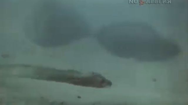 Киножурнал "Хочу всё знать" - Выпуск № 167 смотреть онлайн