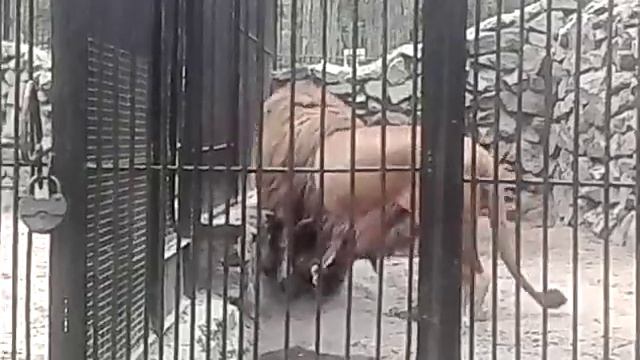 Лев в Новосибирском зоопарке смотреть онлайн
