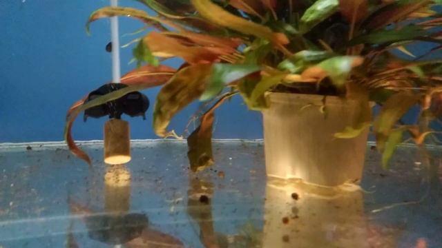 #Освещение #для #аквариума #своими #руками Что лучше применять. Часть #2 смотреть онлайн