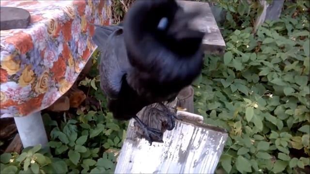 Вася ворон имитирует сигнализацию смотреть онлайн