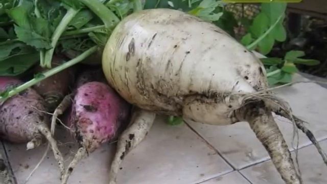 Кулинарные Ингредиенты