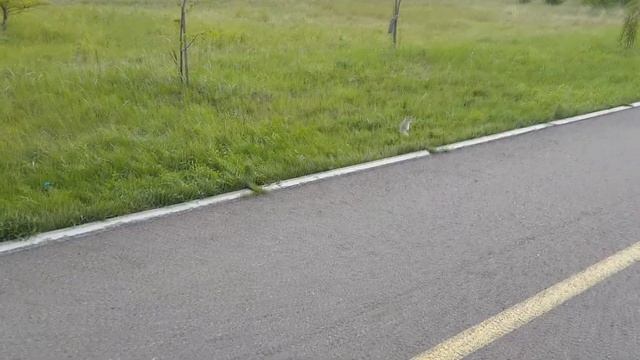 ЯромирSHOW: Прогулка на роликах. Электроскутер. смотреть онлайн