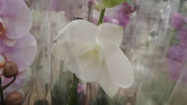В Ашане появились красивые камбрии 🌹🌻тц 7 небо (27.01.23) смотреть онлайн