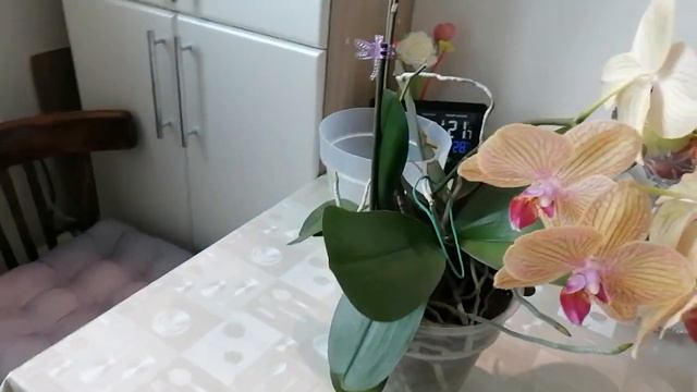 Орхидея из подъезда 16.01.22г. смотреть онлайн