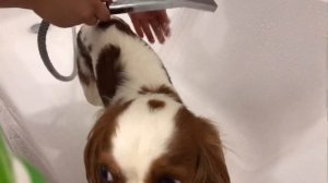 КАК МЫТЬ ЛАПЫ ПОСЛЕ ПРОГУЛКИ? | КАВАЛЕР КИНГ ЧАРЛЬЗ СПАНИЕЛЬ