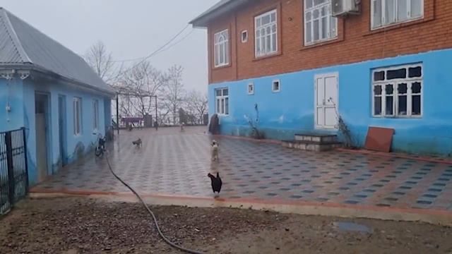 БАБУШКА ПРИГОТОВИЛА СЫР И РИС С КУРИЦЕЙ Азербайджанская Кухня Деревенская Кухня Рецепты смотреть онлайн