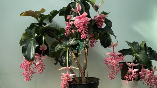 Мединилла прекрасная Medinilla смотреть онлайн