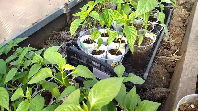 Перевалка сладкого и острого перца