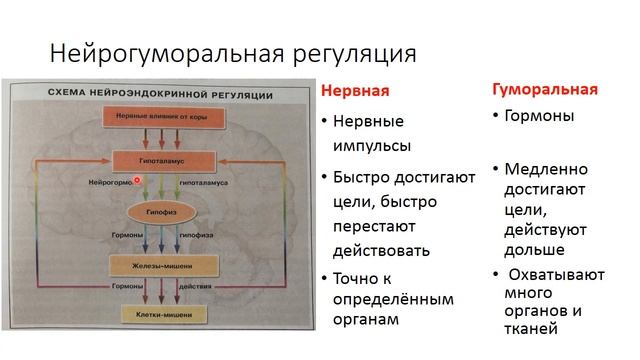 Роль эндокринной регуляции смотреть онлайн