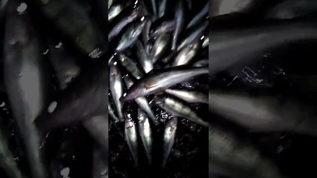 Много судака!!! Вечерний клёв. Мелочь а приятно смотреть онлайн