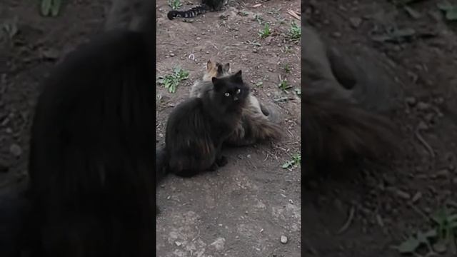 Упорство залог победы ?? кот рыболов / fisher cat смотреть онлайн