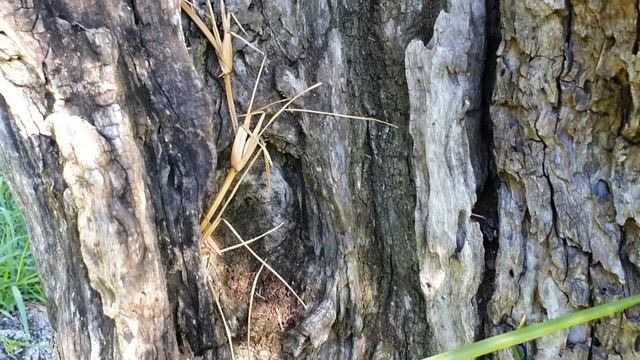 #54. Оливковая роща; Юг Франции. #ZivileZ #лазурныйберег смотреть онлайн