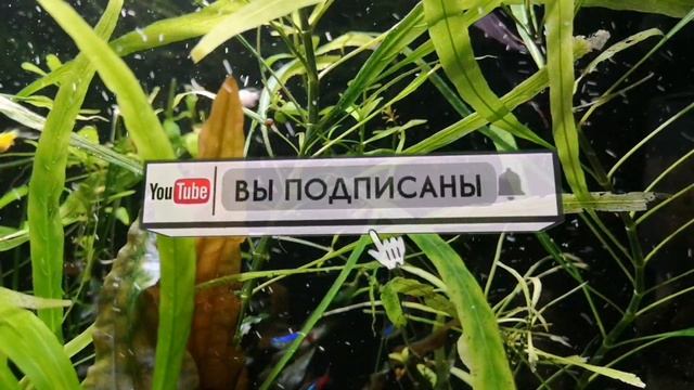 УЛИТКА МЕЛАНИЯ. ПОЛЬЗА ИЛИ ВРЕД В АКВАРИУМЕ смотреть онлайн