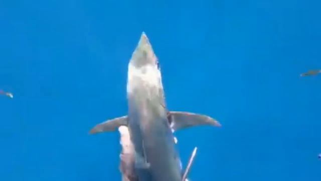 Lombok spearfishing смотреть онлайн