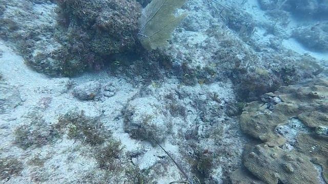 Побережье Майами, Рыбки и Лобстеры смотреть онлайн