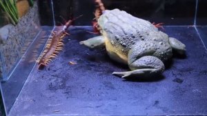 ЛЯГУШКА БЫК ПОЖИРАЕТ ВСЁ, ЧТО ПОМЕЩАЕТСЯ В ЕЁ РОТ