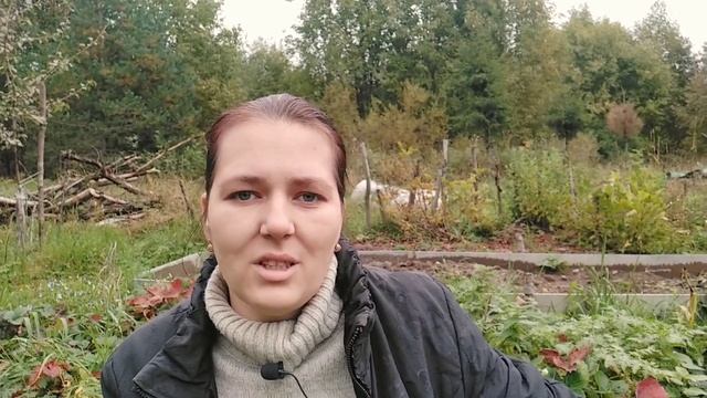 КТО У НАС ЖИВЁТ В КЛУБНИКЕ|Клубника в Ленинградской области смотреть онлайн