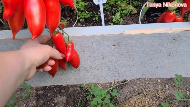 Обзоры урожайных сортов томатов