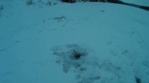 Зимняя РЫБАЛКА на снасть КРЕСТЫ(донки)на реке ДОН!БИРЮК(ёрш-носарь) прёт ДУРОМ!