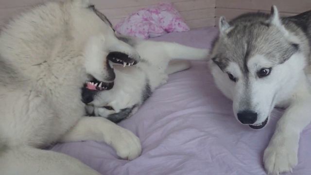 Хасячья нежность , Хаски папа играет со своими двумя детьми | HUSKY VLOG смотреть онлайн