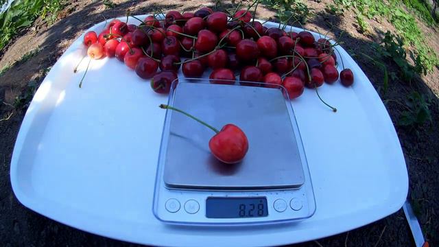 Черешня Донецька красуня смотреть онлайн