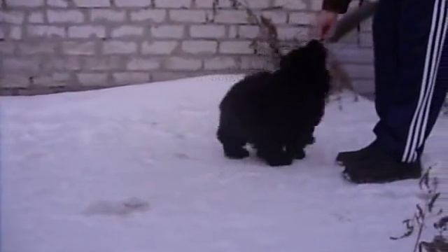 Королевич Елисей 2,5 месяца (11.01.16г)) смотреть онлайн