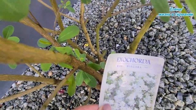 Экзохорда Лотус Мун. Екзохорда Лотус Мун.Exochorda Lotus Moon Pearlbush.Красота неописуемая ??? смотреть онлайн