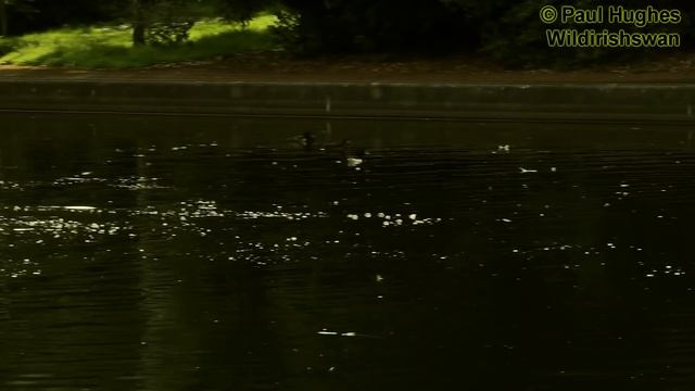 Frantic mother ducks attack a bird eating ducklings смотреть онлайн