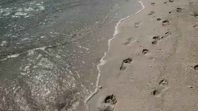 HERON ISLAND VLOG | THE GREAT BARRIER REEF: Australia | sharks | turtles | snorkelling смотреть онлайн