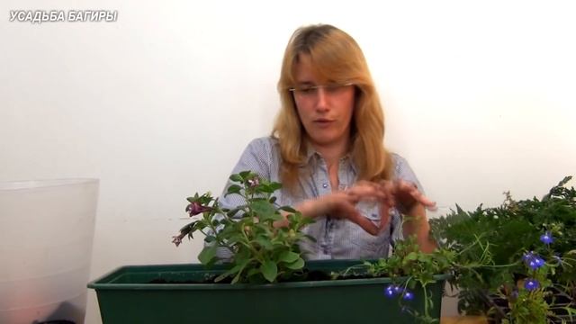 Балконная композиция из светолюбивых растений. Вариант 2. смотреть онлайн