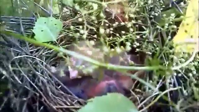 Живая природа: "Птенцы воробья" смотреть онлайн