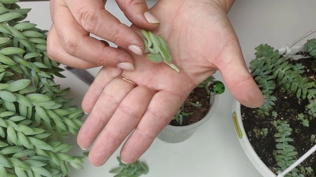 Как быстро размножить Седум Моргана и Седум Бурито . смотреть онлайн