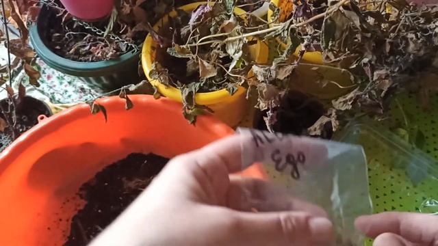 Выкапываем ризомы ахименесов в конце сезона цветения смотреть онлайн