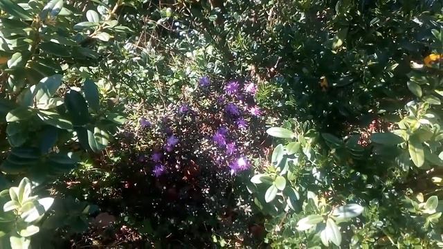 Purple azalea смотреть онлайн
