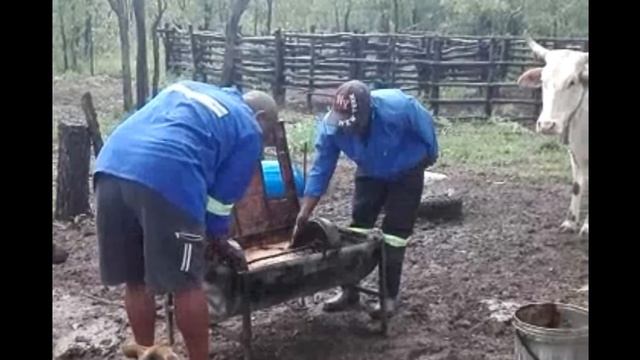 This Simple Farming Trick Can Help Cattle Grow...You Won't Believe What It Is! смотреть онлайн