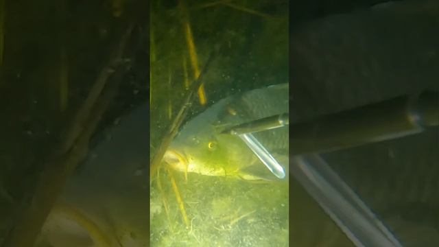 Стрелять или не стрелять в сазана - Подводная охота | Spearfishing смотреть онлайн