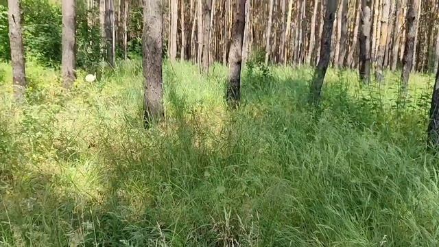 #песни70-х Песня "Белый танец". смотреть онлайн