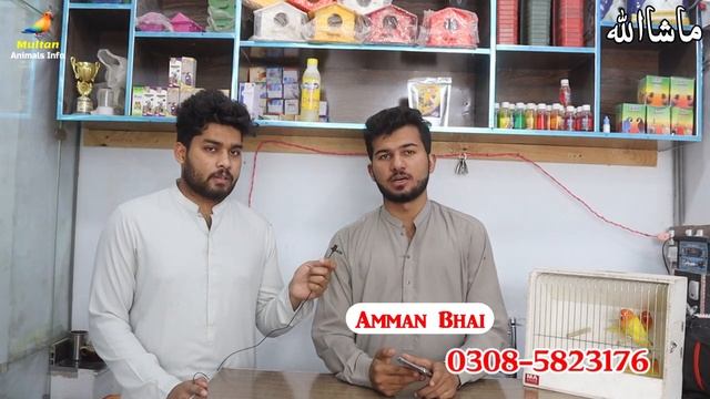 Birds market March 2022 latest price & update | Java, Fince, Lovebirds, cocktail, raw смотреть онлайн