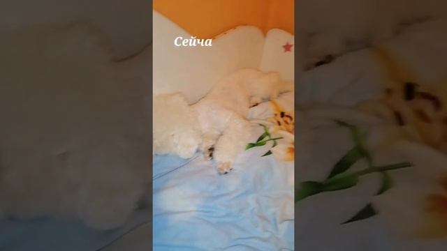 Собака и её место! #shorts Бишон фризе Шелли ?? смотреть онлайн