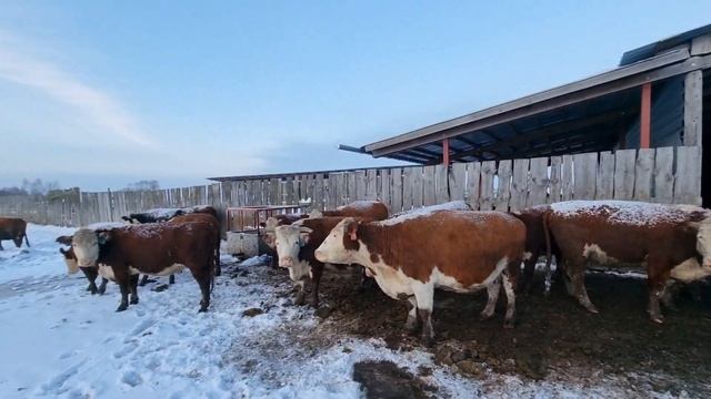 ЗИМНЕЕ ПАСТБИЩЕ ДЛЯ КОРОВ И ТЕЛОЧЕК. УСТРОЙСТВО ЗИМНЕЙ ПОИЛКИ.... смотреть онлайн